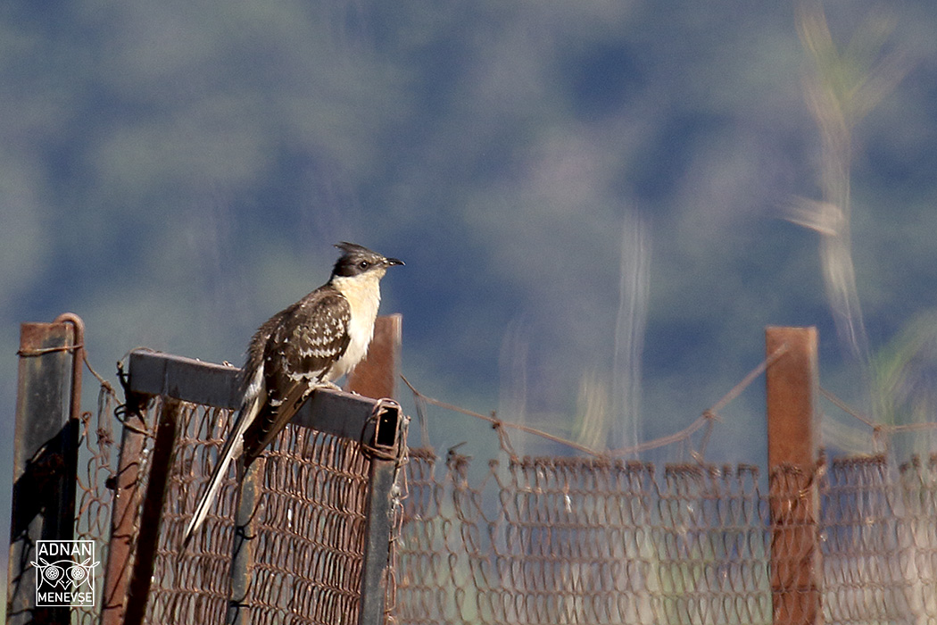 Great Spotted Cuckoo